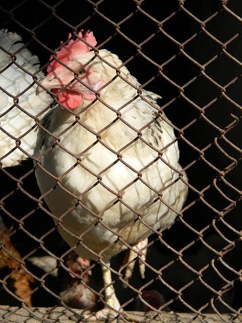 重庆为例 重庆为例